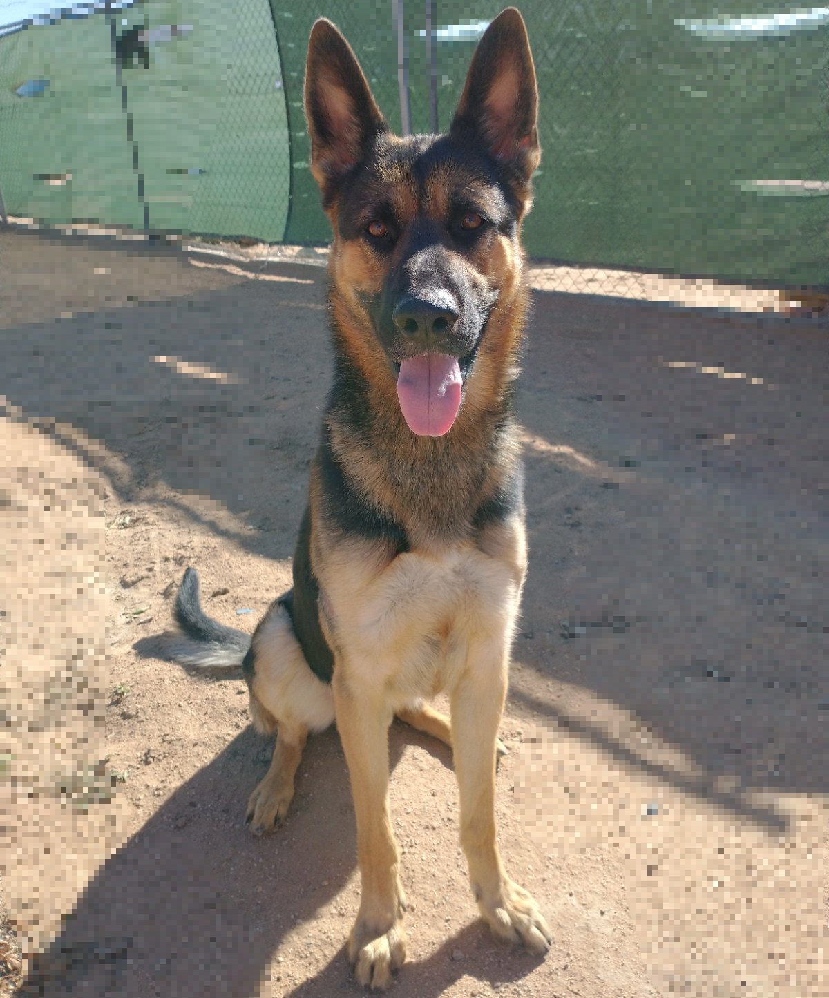 adoptable Dog in Apple Valley, CA named Rush -