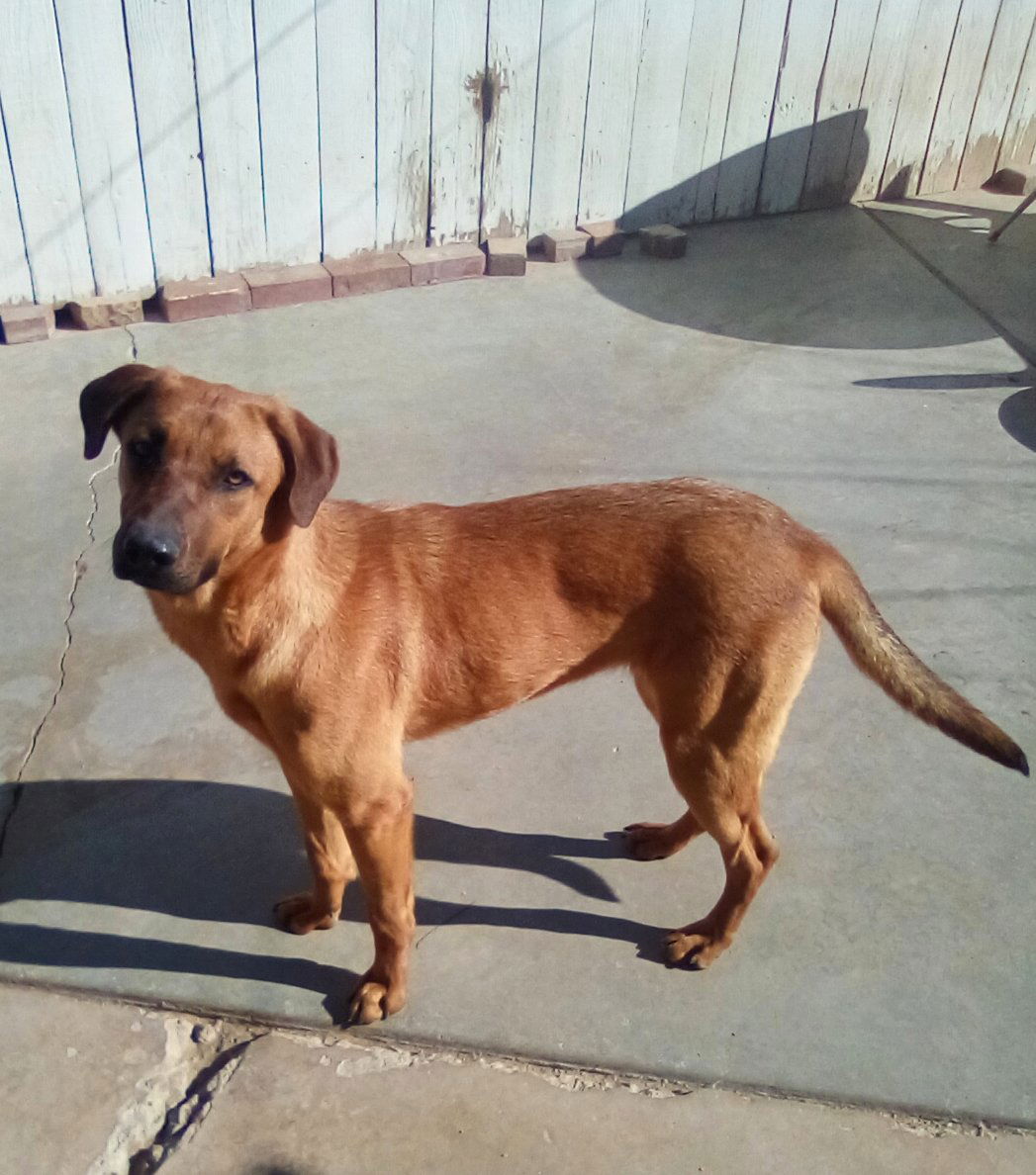 adoptable Dog in Apple Valley, CA named Pixie -