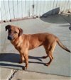 adoptable Dog in  named Pixie -