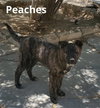 Peaches - - Photo 8