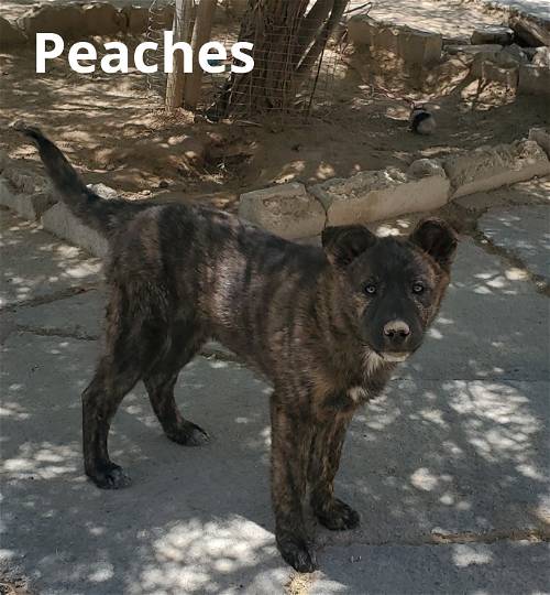 Peaches - — thumbnail 8