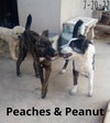 Peaches - - Photo 6