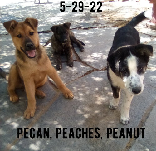 Peaches - — thumbnail 10