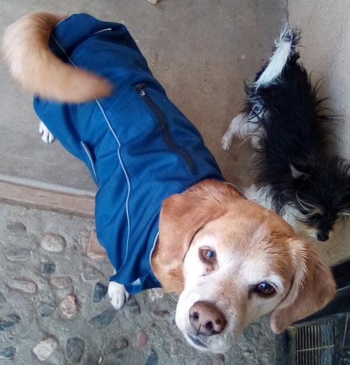 Sammy-his BFF is roomy, photo 7