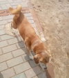 Sammy-his BFF is roomy - Photo 10