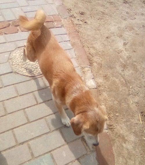 Sammy-his BFF is roomy, photo 10