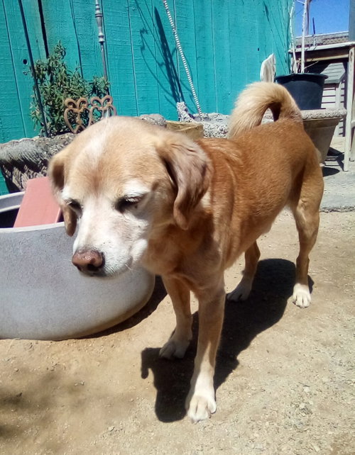 Sammy-his BFF is roomy, photo 11