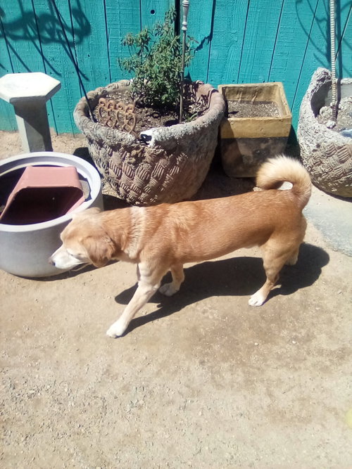 Sammy-his BFF is roomy, photo 8