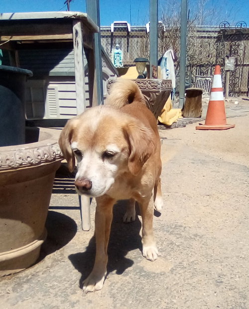Sammy-his BFF is roomy, photo 5