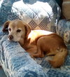 Sammy-his BFF is roomy - Photo 9