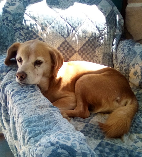 Sammy-his BFF is roomy, photo 9
