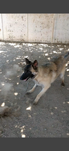 Lily - Photo 4