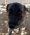 Lily - Photo 9