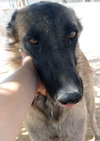 Lily - Photo 12