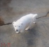 Harry Pawter of the Hogwarts family - Photo 11