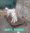 Ginny of the Hogwarts family - Photo 14