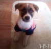 Irish-ADOPTED 1/3/26 - Photo 17