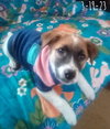 Irish-ADOPTED 1/3/26 - Photo 16