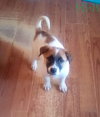 Irish-ADOPTED 1/3/26 - Photo 18