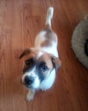 Irish-ADOPTED 1/3/26 - Photo 19