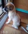 Irish-ADOPTED 1/3/26 - Photo 13