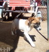 Irish-ADOPTED 1/3/26 - Photo 12