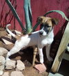 Irish-ADOPTED 1/3/26 - Photo 11