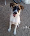 Irish-ADOPTED 1/3/26 - Photo 9