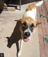 Irish-ADOPTED 1/3/26 - Photo 3