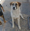 Irish-ADOPTED 1/3/26 - Photo 4