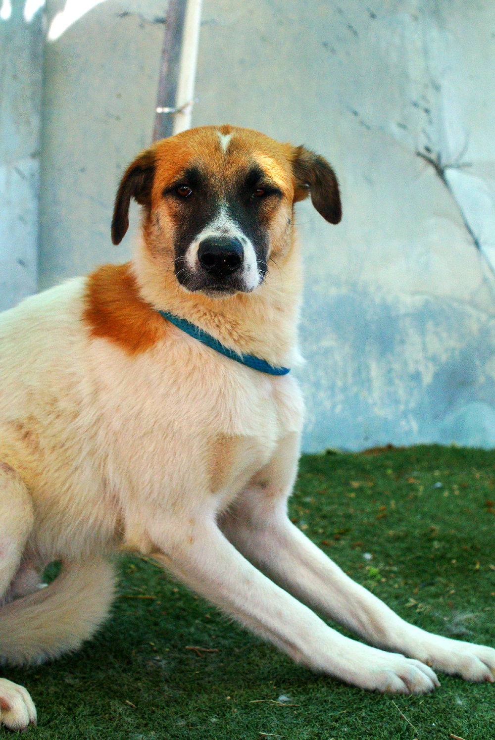 adoptable Dog in Apple Valley, CA named Irish