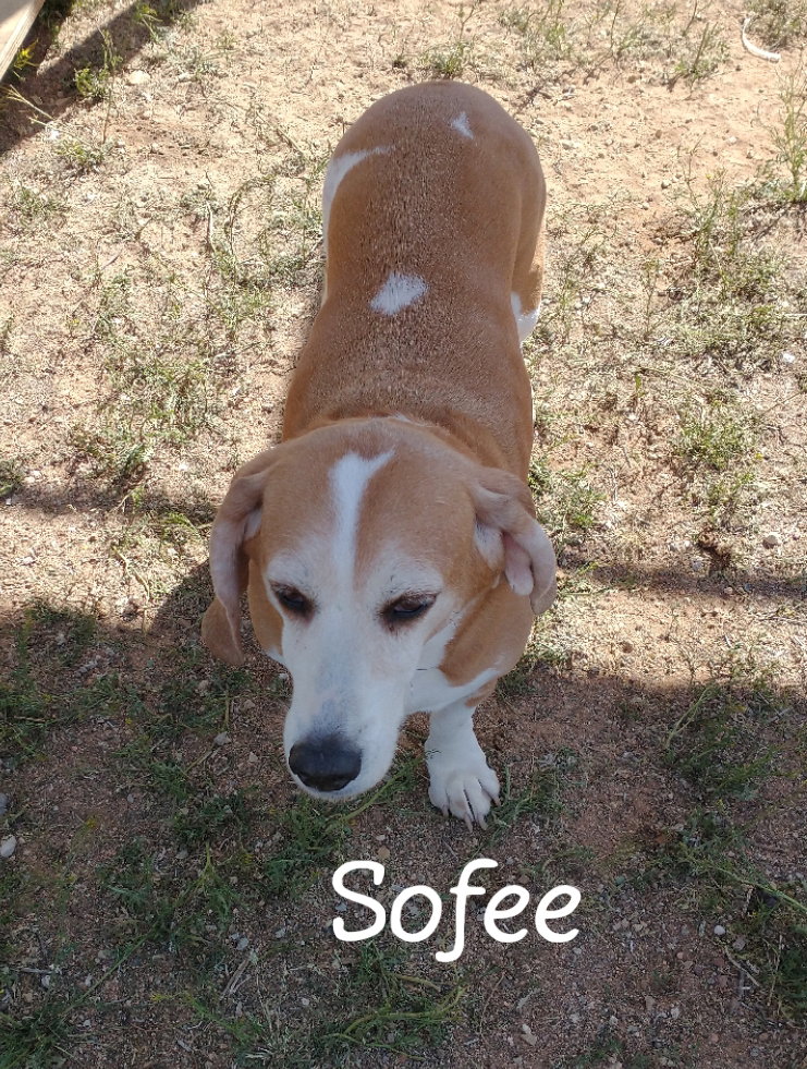 Jack & Sofee-in Foster home!