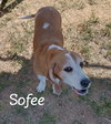 Jack & Sofee-in Foster home! - Photo 7