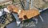 Jack & Sofee-in Foster home! - Photo 8