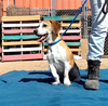 Jack & Sofee-in Foster home! - Photo 9