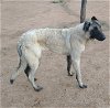 adoptable Dog in  named Mint- of the Belgian Malinois siblings