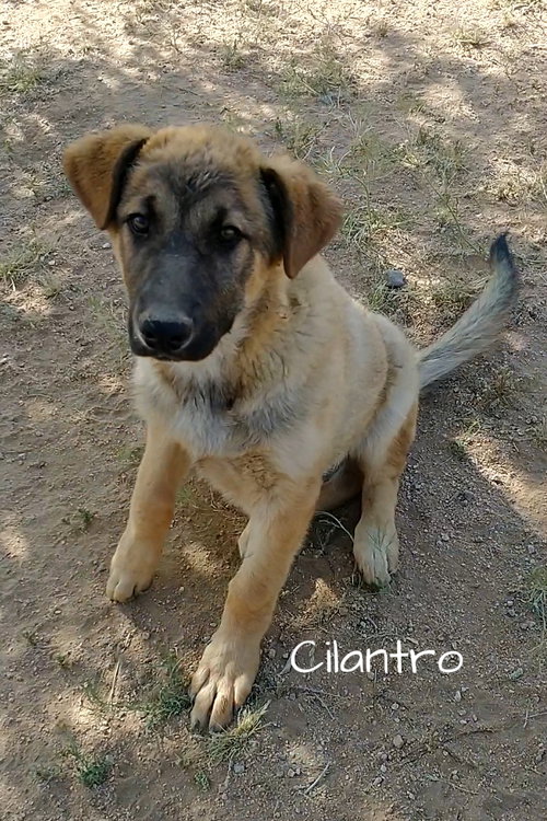 Cilantro - ** — thumbnail 7