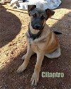 adoptable Dog in  named Cilantro - of Belgian Malinois x family