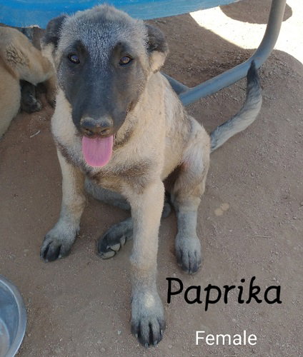 Paprika - of the Belgian Malinois x family — thumbnail 7