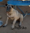 Paprika - of the Belgian Malinois x family - Photo 11