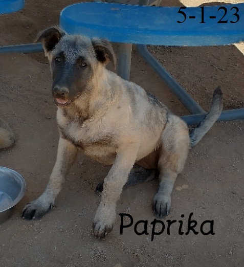 Paprika - of the Belgian Malinois x family — thumbnail 11