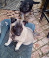Paprika - of the Belgian Malinois x family - Photo 12