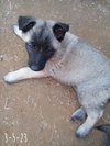 Paprika - of the Belgian Malinois x family - Photo 13