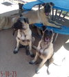 Paprika - of the Belgian Malinois x family - Photo 8