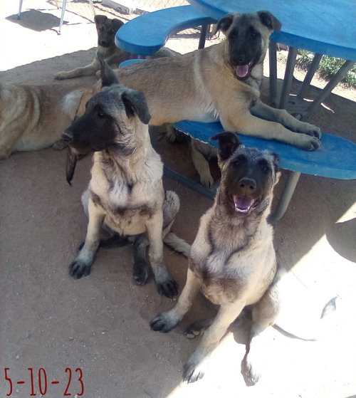 Paprika - of the Belgian Malinois x family — thumbnail 8