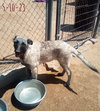 Paprika - of the Belgian Malinois x family - Photo 10