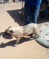 Paprika - of the Belgian Malinois x family - Photo 9