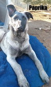 Paprika - of the Belgian Malinois x family - Photo 6