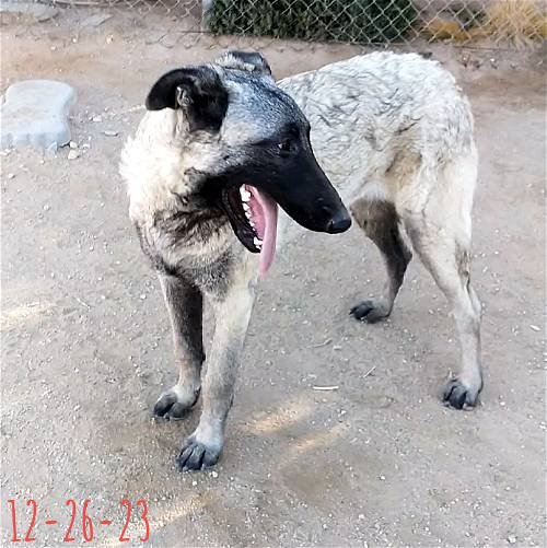 adoptable Dog in Apple Valley, CA named Paprika - of the Belgian Malinois x family