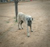 Paprika - of the Belgian Malinois x family - Photo 5